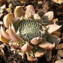 Orostachys - Sternwurz